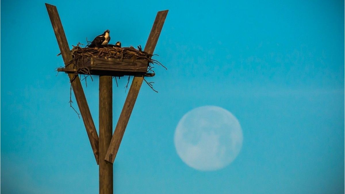 Oster-Paradoxon: Der Frühlingsvollmond ist 2019 zu früh dran