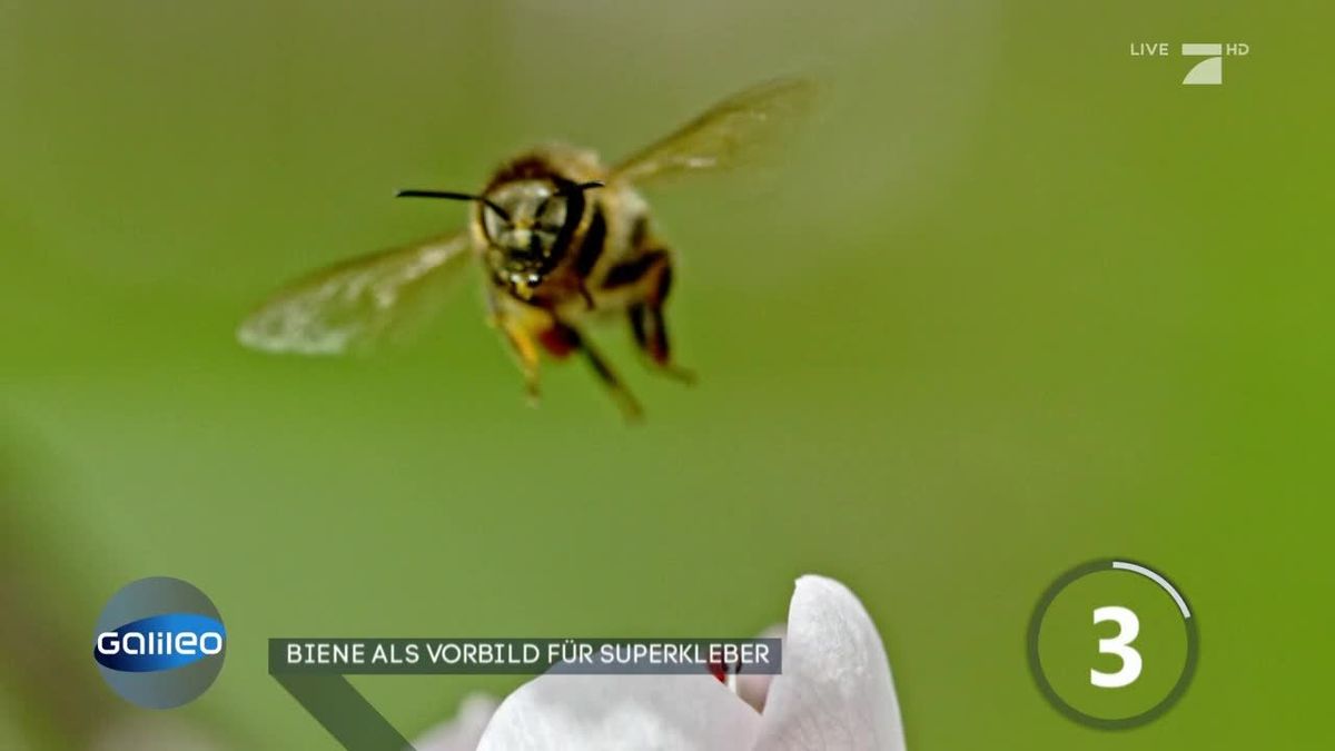 Galileo vom 2019-04-01