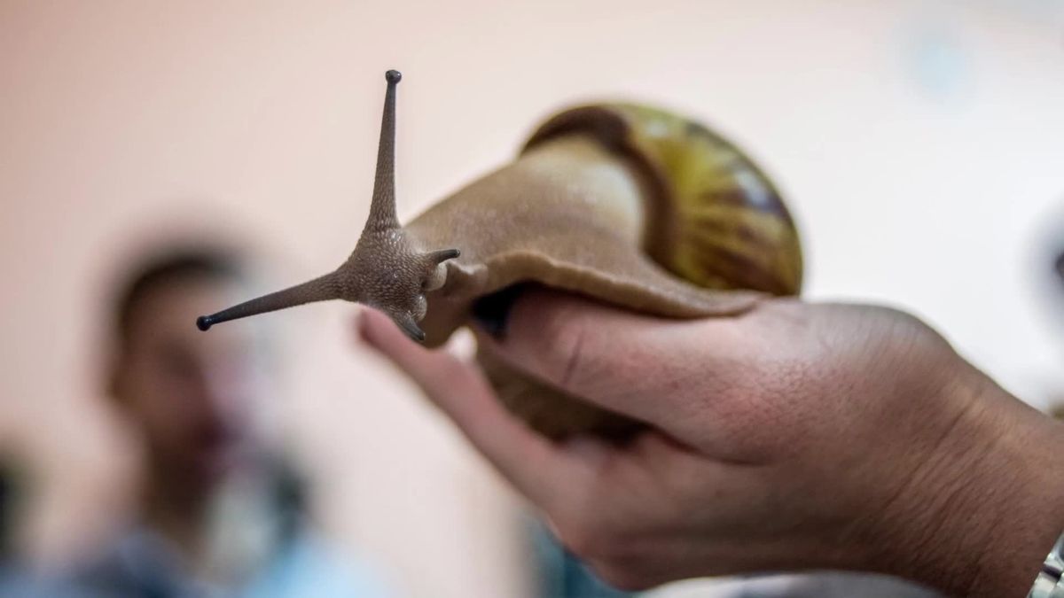 Diese rattengroße Riesenschnecke breitet sich gerade aus