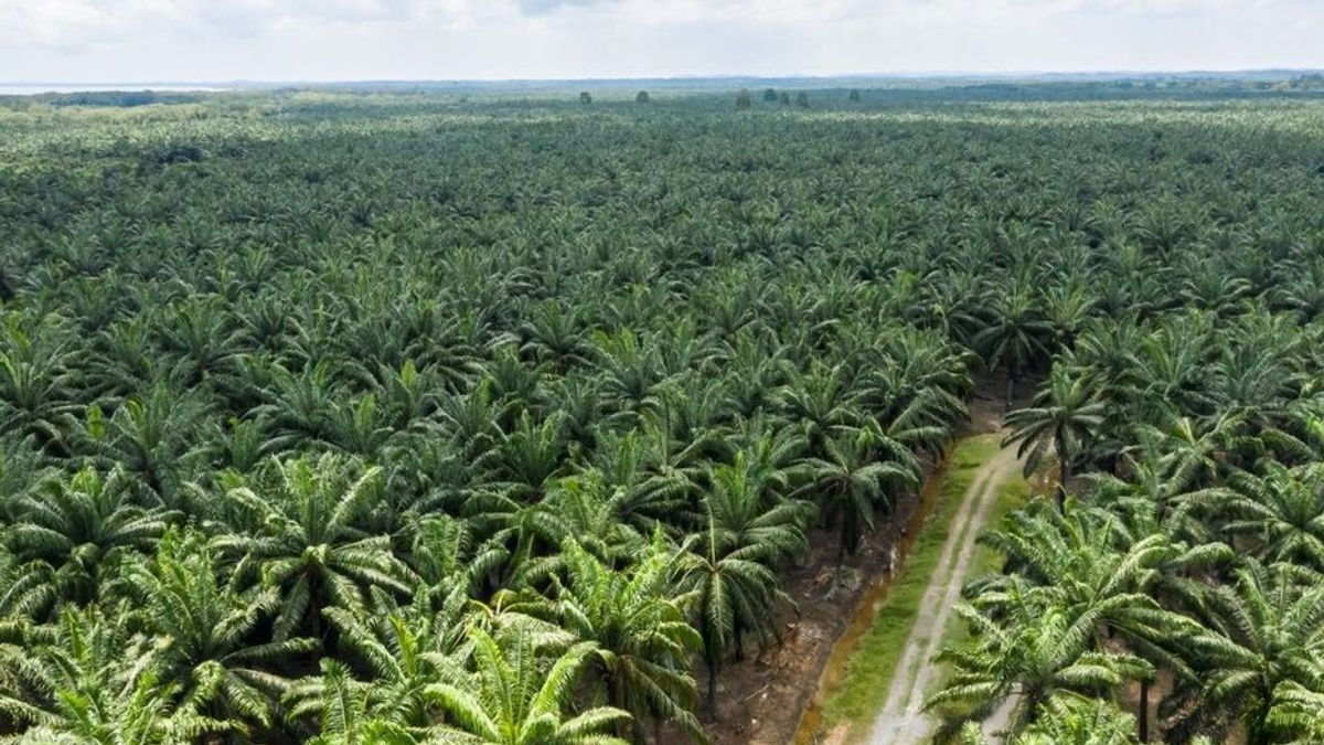 Indonesien stoppt Palmöl-Export - das sind die Folgen für Verbraucher