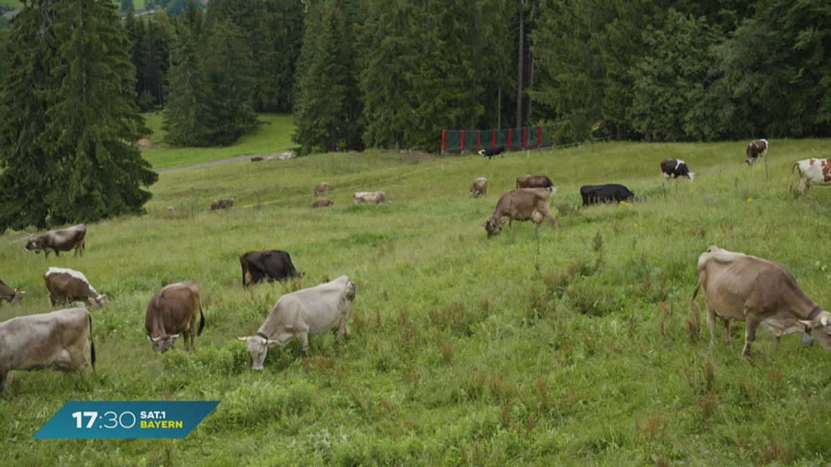 Landwirtschaft in Bayern: Immer mehr Öko-Landwirte
