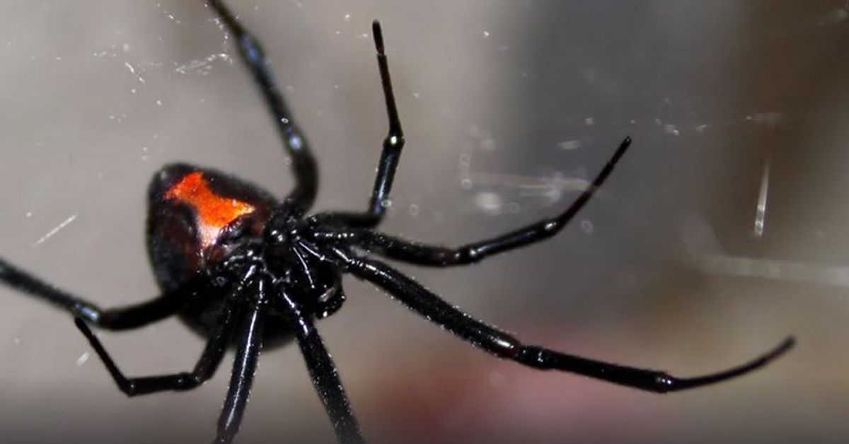 Schwarze Witwe: Tödliche Spinnenart breitet sich weiter aus