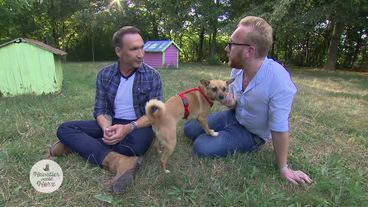 Wilde Chihuahuas und drei kleine Fundkätzchen
